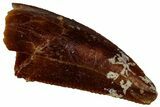 Serrated Raptor Tooth - Real Dinosaur Tooth #300872-1